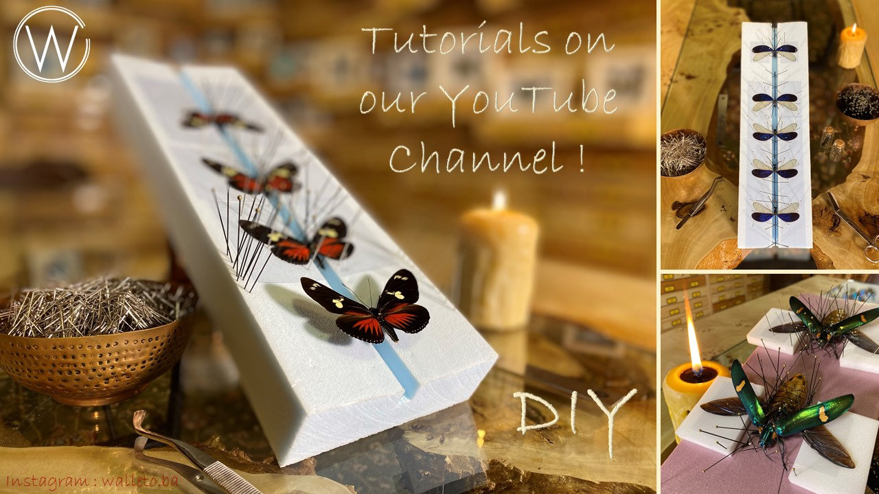 Real Metallic Blue Flower Beetle Hoplia Coerulea From France