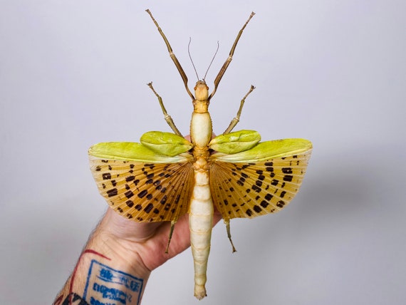 Paracyphocrania Major Indonesia - ID Giant Stick Insect Yellow