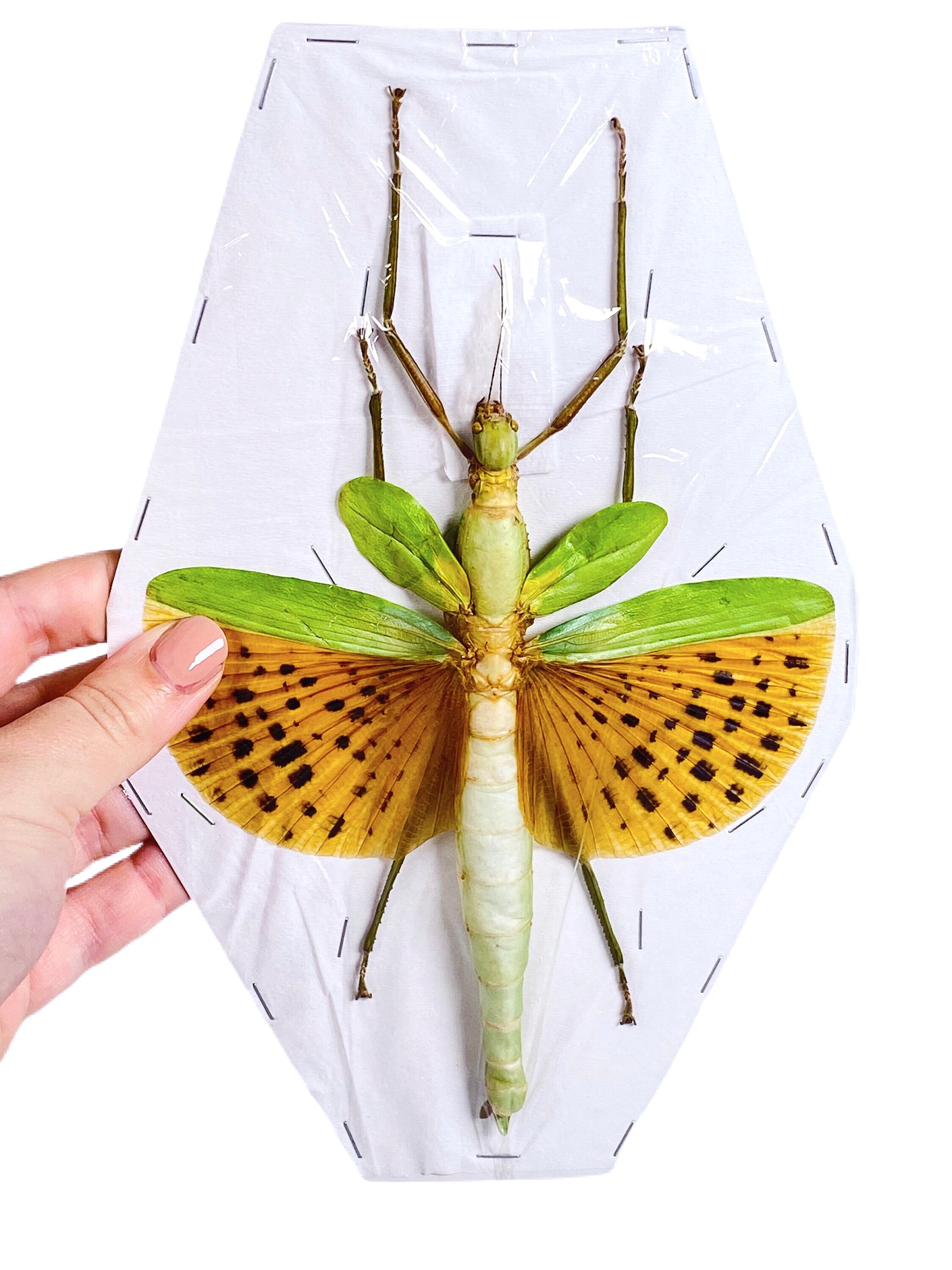 Giant Stick Insect Yellow Wings Spread Paracyphocrania Major Etsy UK