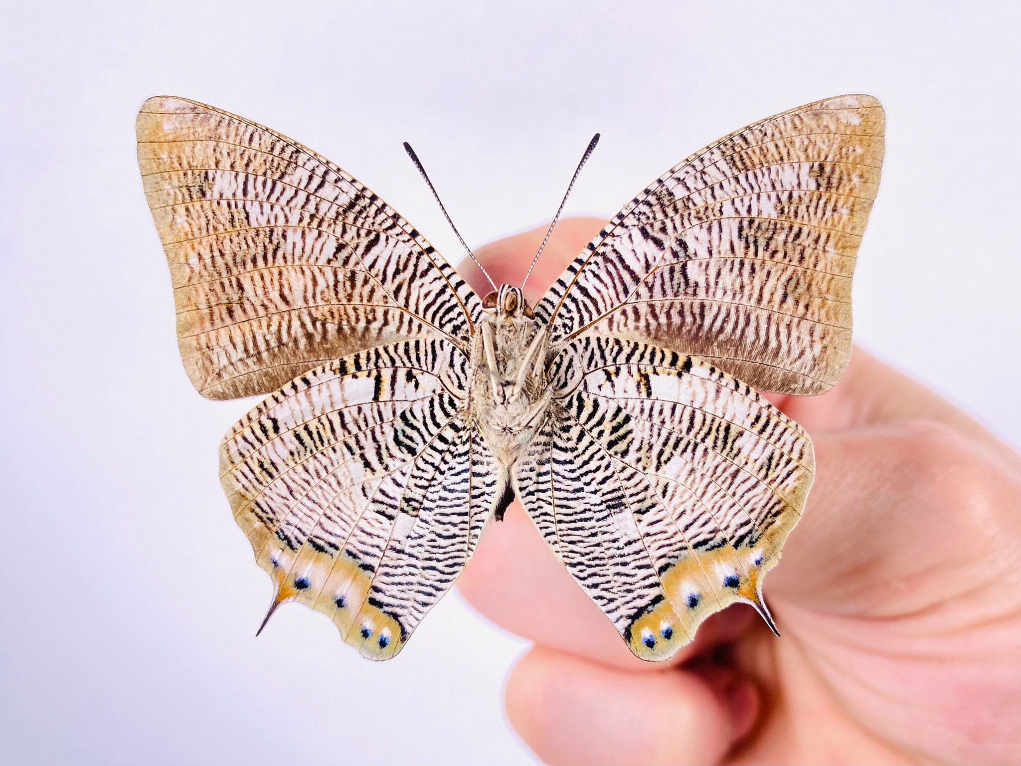 Página 94 | Etiqueta fotográfica:mariposas salvajes | Hippopx, image size:2048x1536