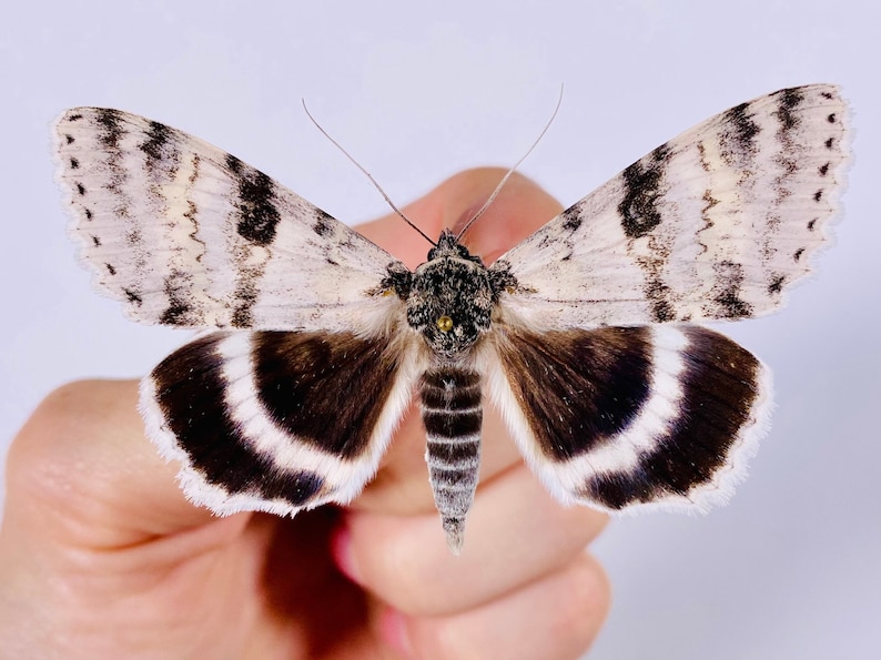 Catocala relicta real moth butterfly unmounted for artwork taxidermy art project insect collection image 1