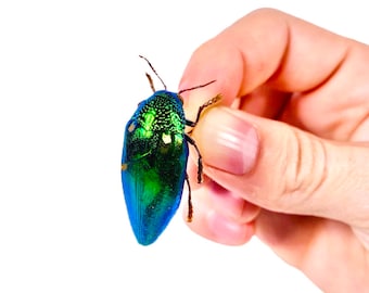 Green metallic jewel beetle Sternocera aequisignata for insect artwork, butterflies collection or taxidermy project