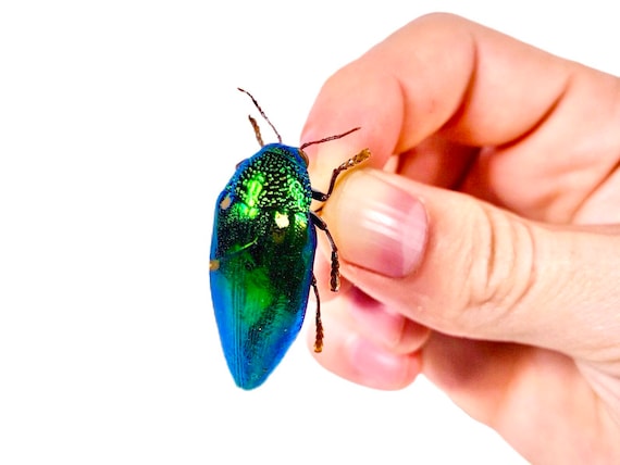 Sternocera Aequisignata Green Metallic Jewel Beetle, Thailand - TH