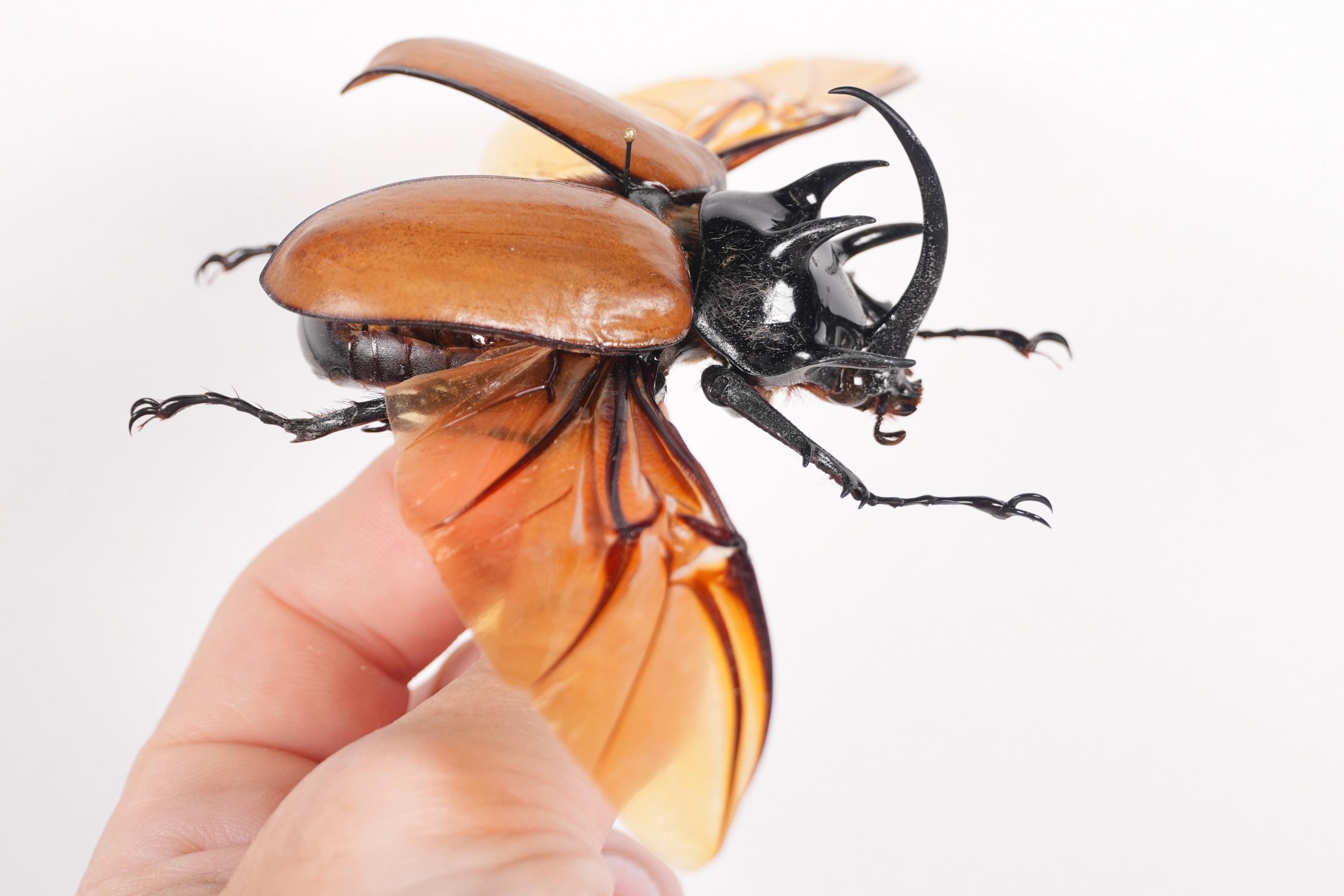 Eupatorus gracilicornis Real Giant Rhyno beetle Thailand - TH for