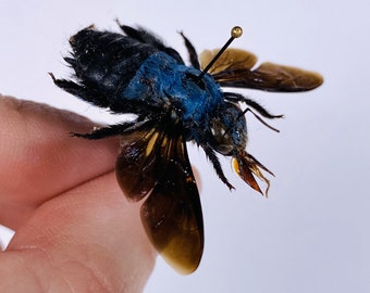 no.103 マルハナバチとヘラジカのInfinity Xylocopa caerulea インドネシア (ID) - 野生捕獲 - 紫色の金属