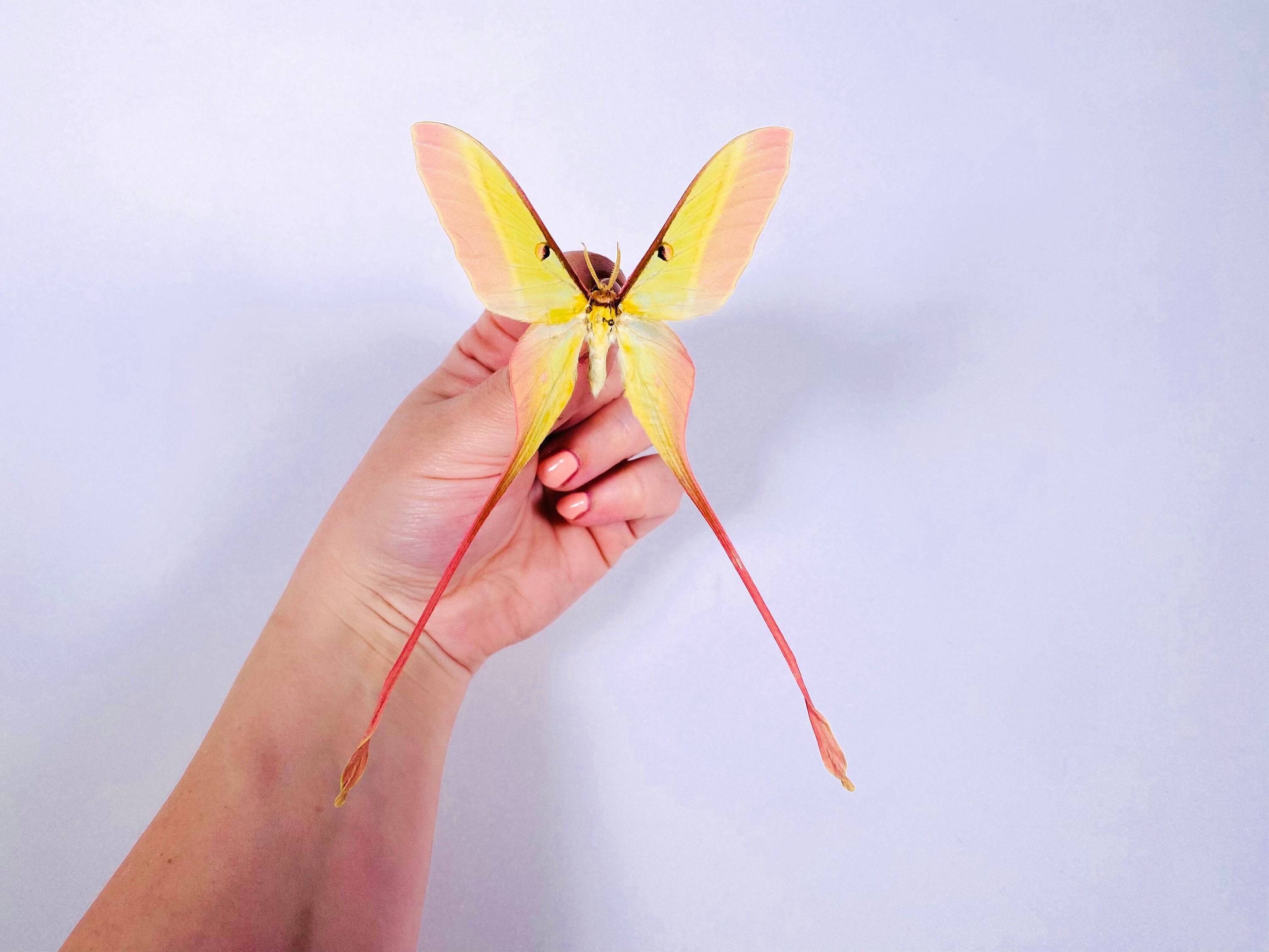 Actias dubernardi Chine (CN) - 野生捕獲 - チャイニーズムーン