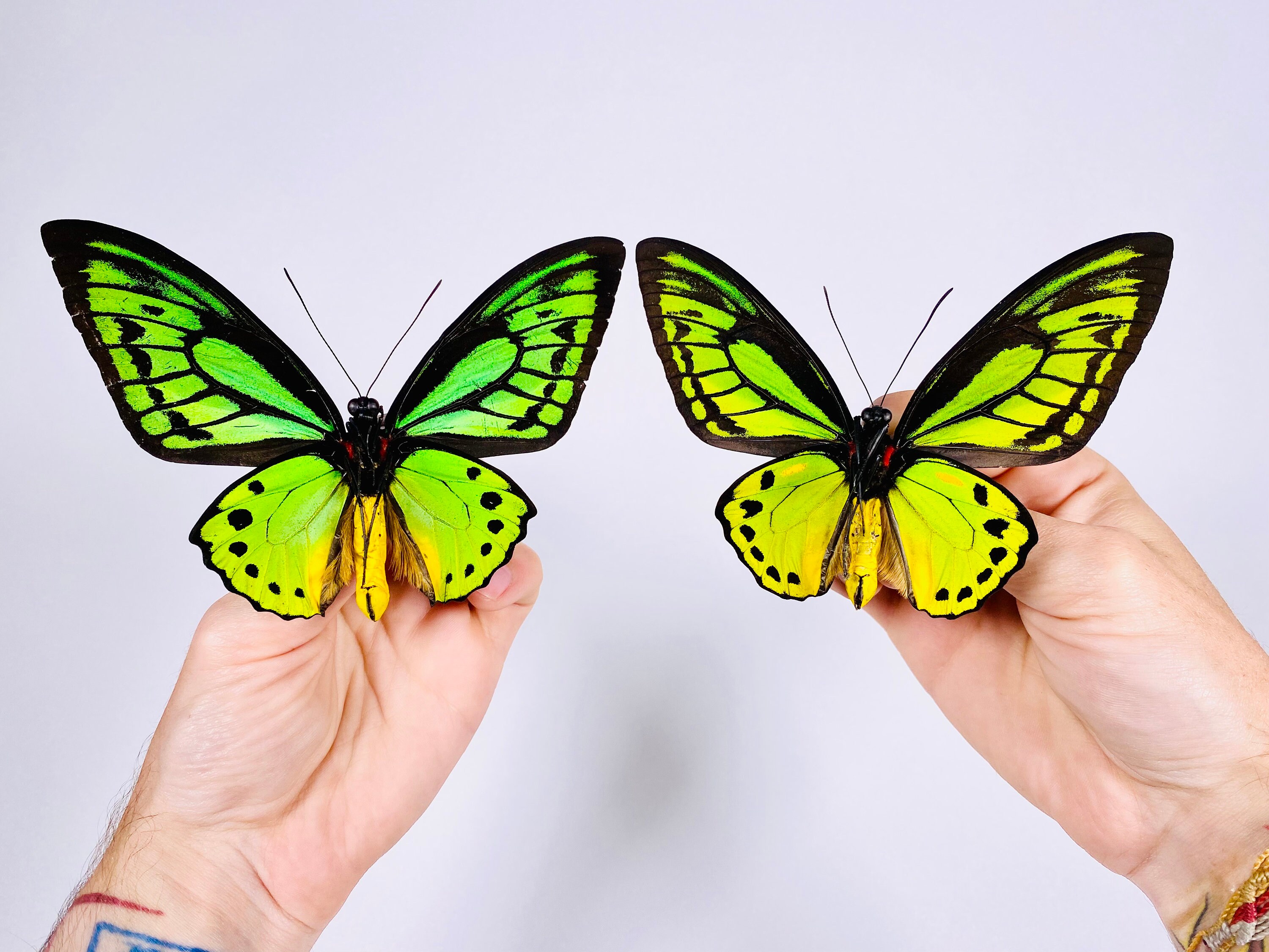Ornithoptera priamus ♂♀ 標本 il_fullxfull.4120943126_srdz.jpg