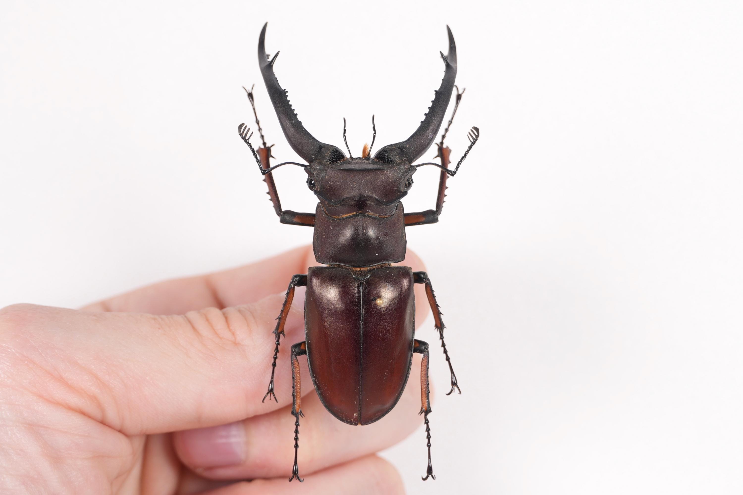 Lucanus Angusticornis Laos (LA) - Wild Caught - Narrow-horn Stag
