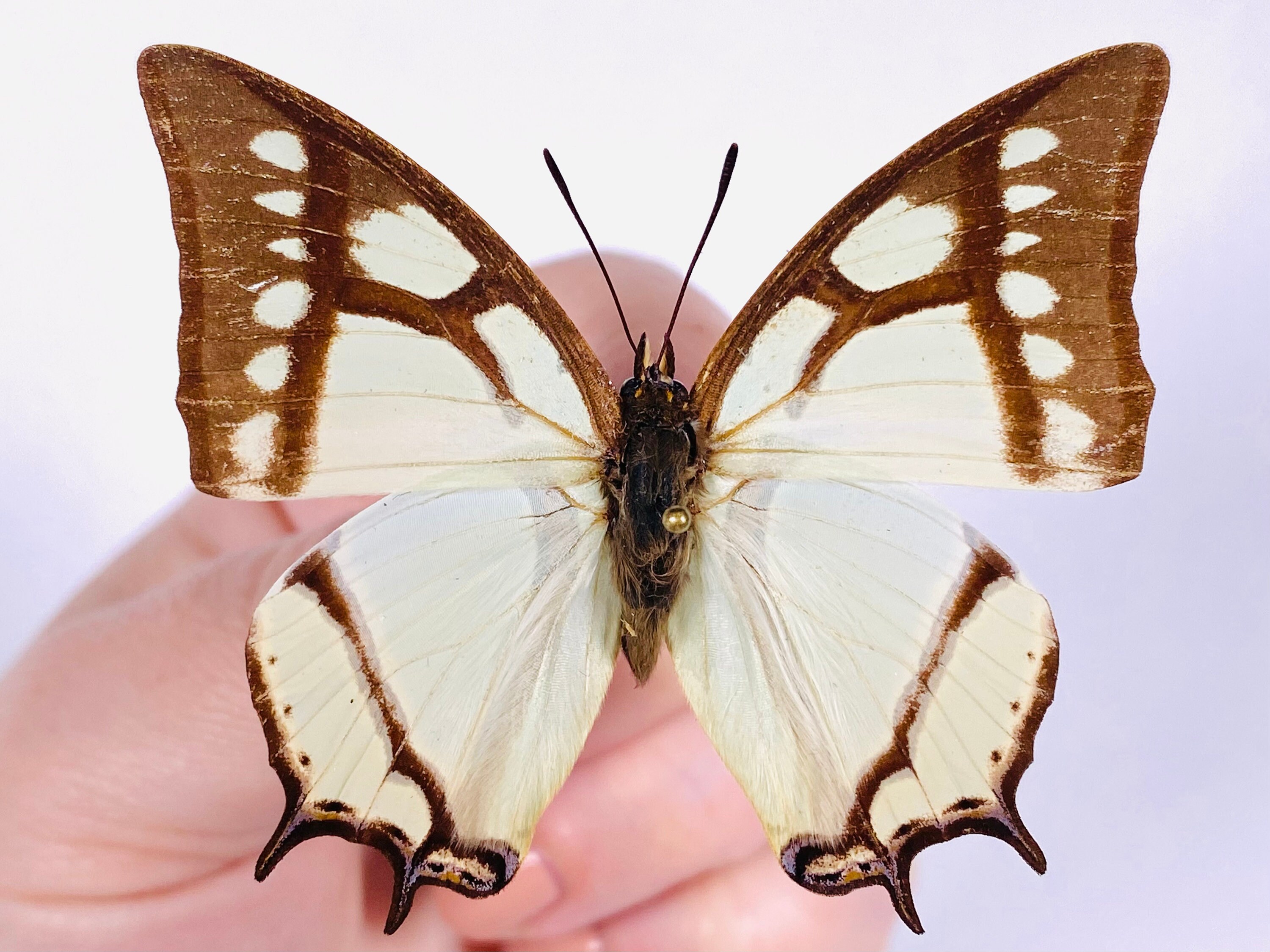 蝶　剥製 昆虫アート、蝶のコレクション、剥製プロジェクトのためのPolyura