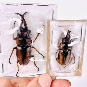 African stag beetle Prosopocoilus savagei Unmonted for artwork, taxidermy project and insect collection. image 7