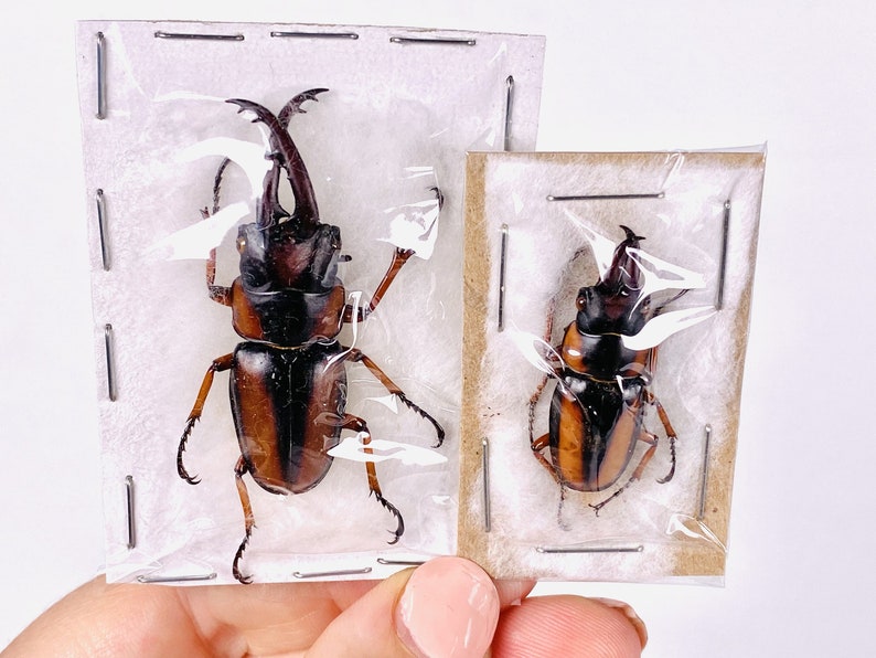 African stag beetle Prosopocoilus savagei Unmonted for artwork, taxidermy project and insect collection. image 7