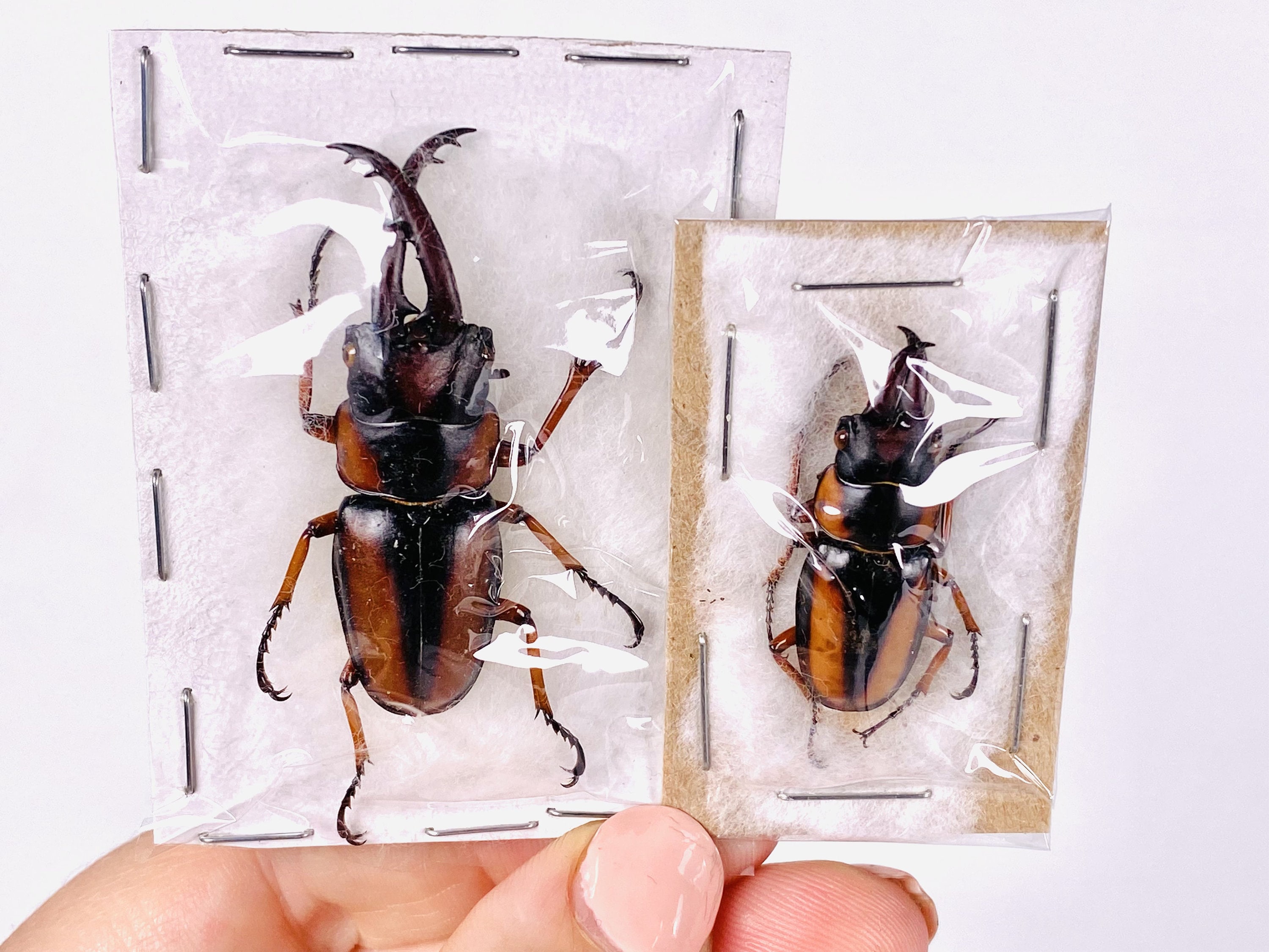 Prosopocoilus Savagei Uganda (UG) - Wild Caught - Savage's African