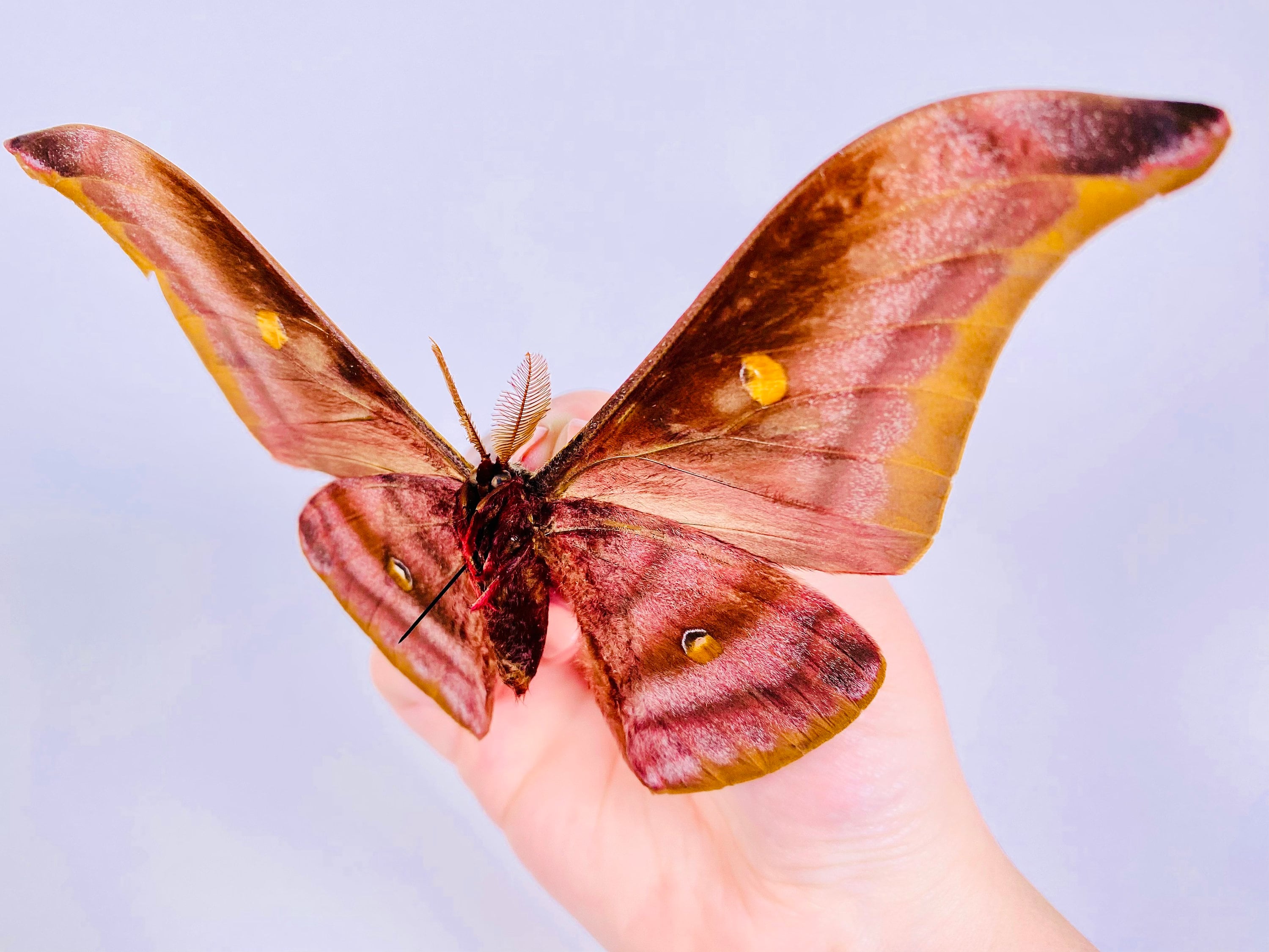 Antheraea assamensis タイの本物の乾燥した蛾の蝶の昆虫、剥製アートプロジェクト昆虫コレクション用 - Etsy 日本