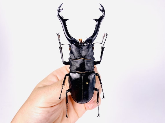 アジア産クワガタ Prosopocoilus giraffa は、アートワーク