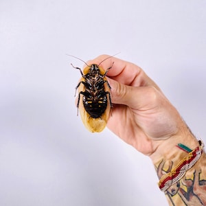 Blaberus giganteus real cockroach with wings for insect artwork, butterflies collection or taxidermy project. image 7