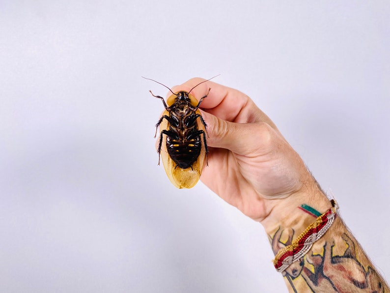 Blaberus giganteus real cockroach with wings for insect artwork, butterflies collection or taxidermy project. image 7