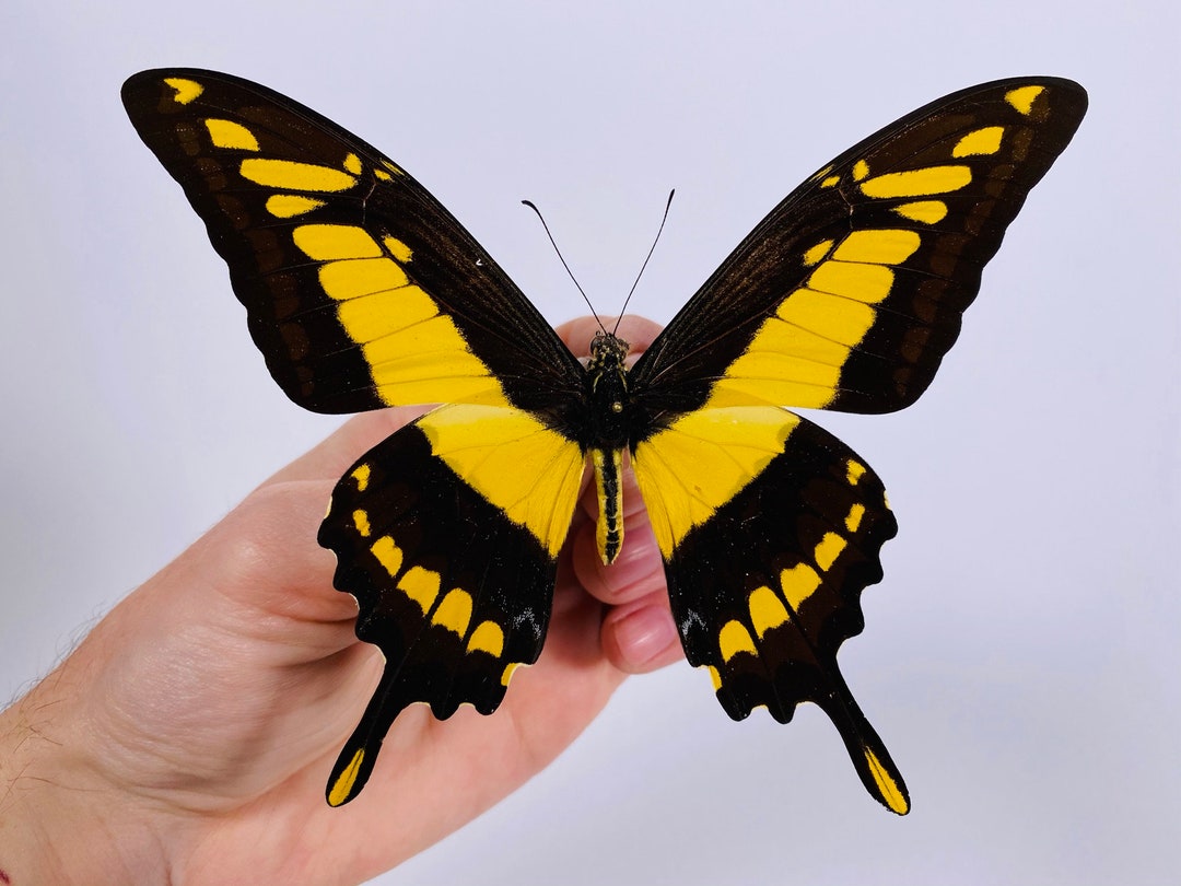 Butterflies of Peru ペルーの蝶類 Vol. 1 Butterflies of Peru ペルーの蝶類 Vol. 1 S534） ペルーの蝶類