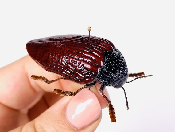 Jewel Beetle Sternocera Hildebrandti Kenya - KE Unmonted for