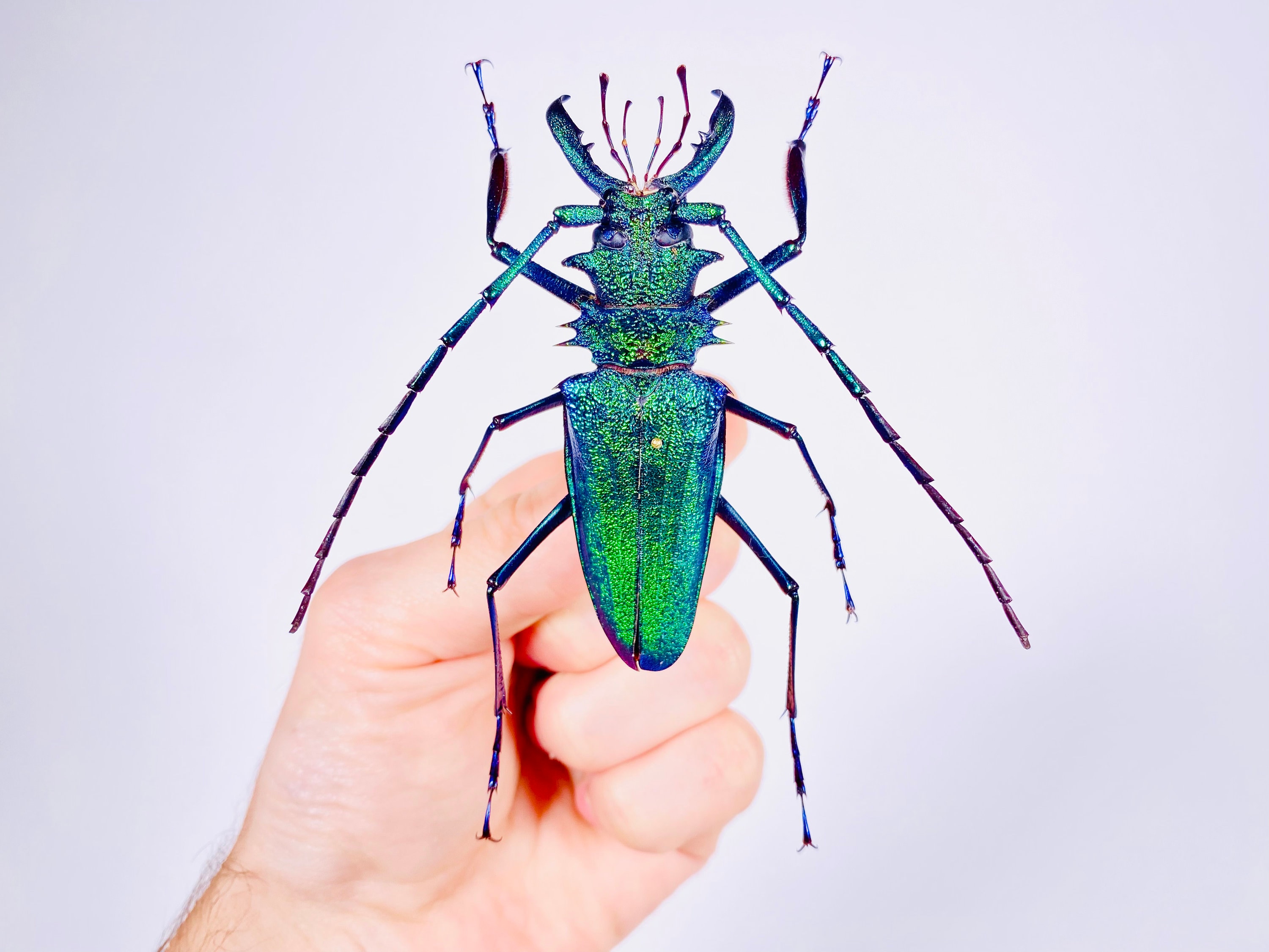 Psalidognathus Friendi Rare Real Long Horned Emerald Metalic