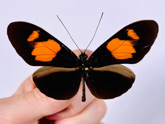 昆虫アート、蝶のコレクション、剥製プロジェクトに最適な Heliconius