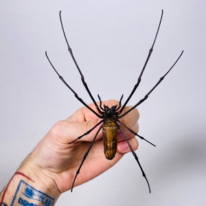 Peut inclure: Une sculpture de grande araignée avec un corps brun et de longues pattes noires. L'araignée est tenue dans une main sur un fond blanc uni, mettant en valeur son design complexe et son aspect réaliste. Les pattes de l'araignée sont fines et délicates.