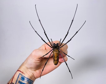 Araignée femelle nephila de haute qualité pour l'oeuvre d'art Nephila pelipes or clavipes