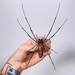 see more listings in the Unmounted arachnids etc. section