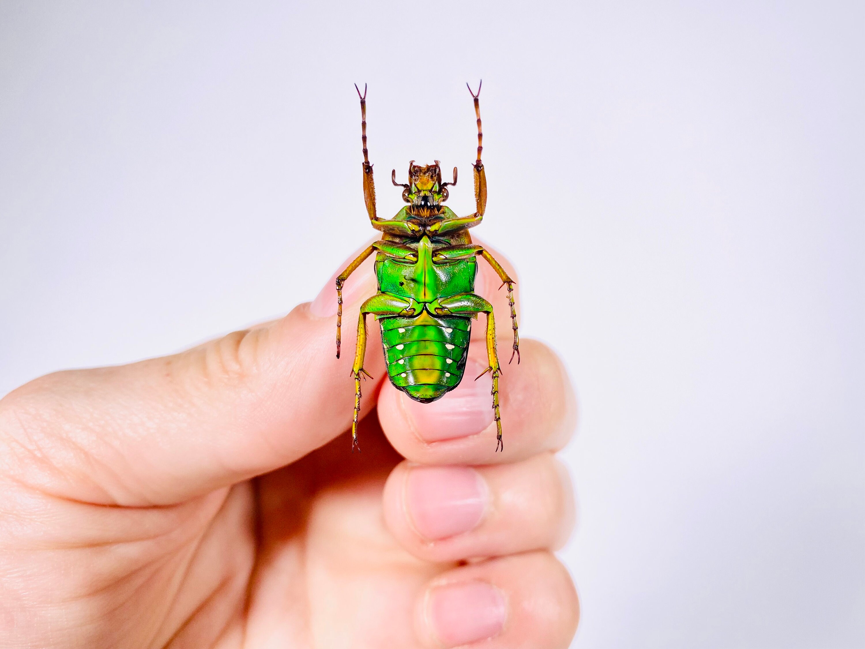 Stephanorrhina Guttata Togo (TG) - Wild Caught - Male Real Flower