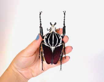 標本 Cameroon Goliathus goliathus 79mm il_340x270.3417448623_19cd.jpg