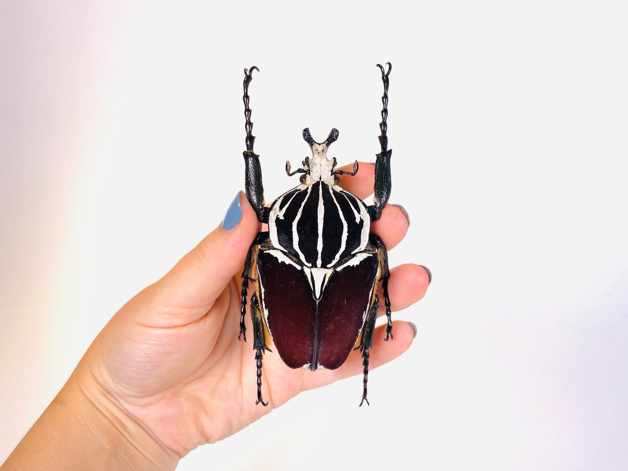 Goliathus Goliatus Kenya (KE) - Wild Caught - Goliath Beetle