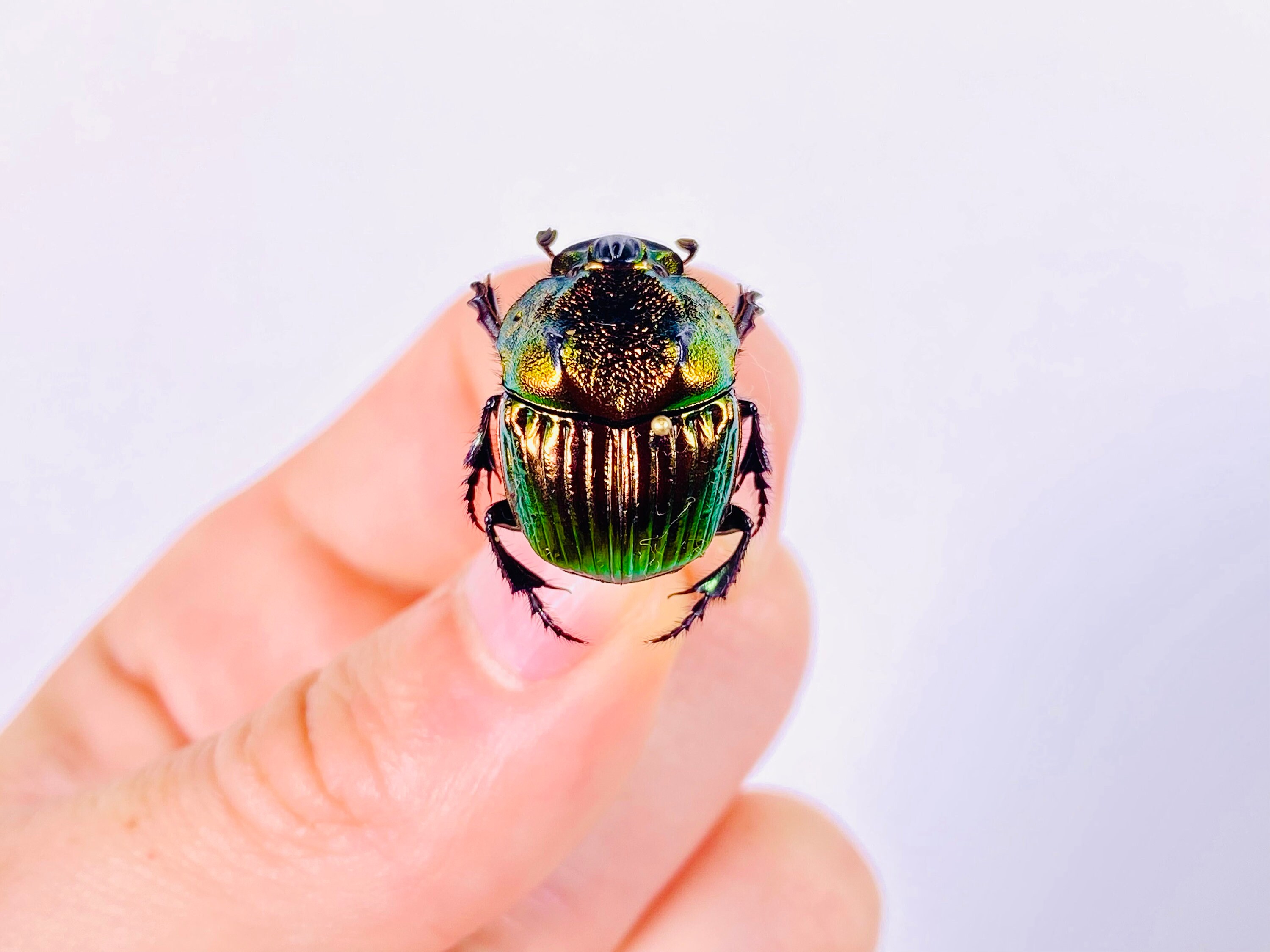Phanaeus Mexicanus SMALL Real Dung Beetle for Insect Artwork