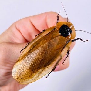 Blaberus giganteus real cockroach with wings for insect artwork, butterflies collection or taxidermy project. image 5