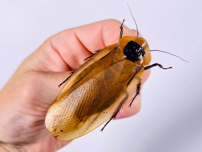 Blaberus giganteus real cockroach with wings for insect artwork, butterflies collection or taxidermy project. image 5