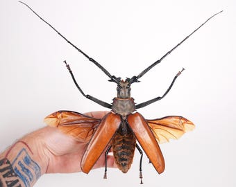 本物の巨大なオオカミキリムシ Callipogon armillatus、剥製アート用の
