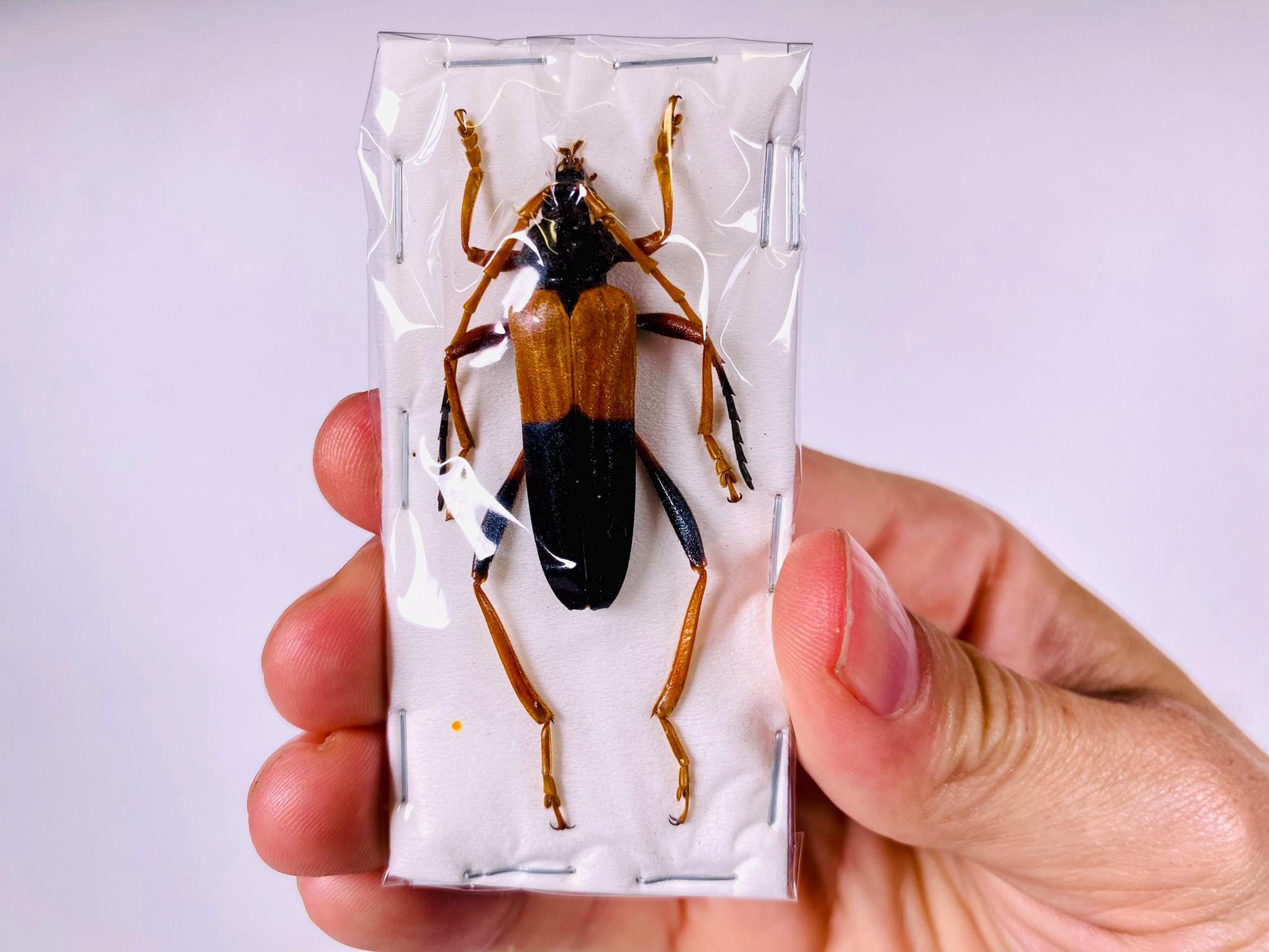 昆虫標本 ボルネオ産 No.526 大型カミキリの一種