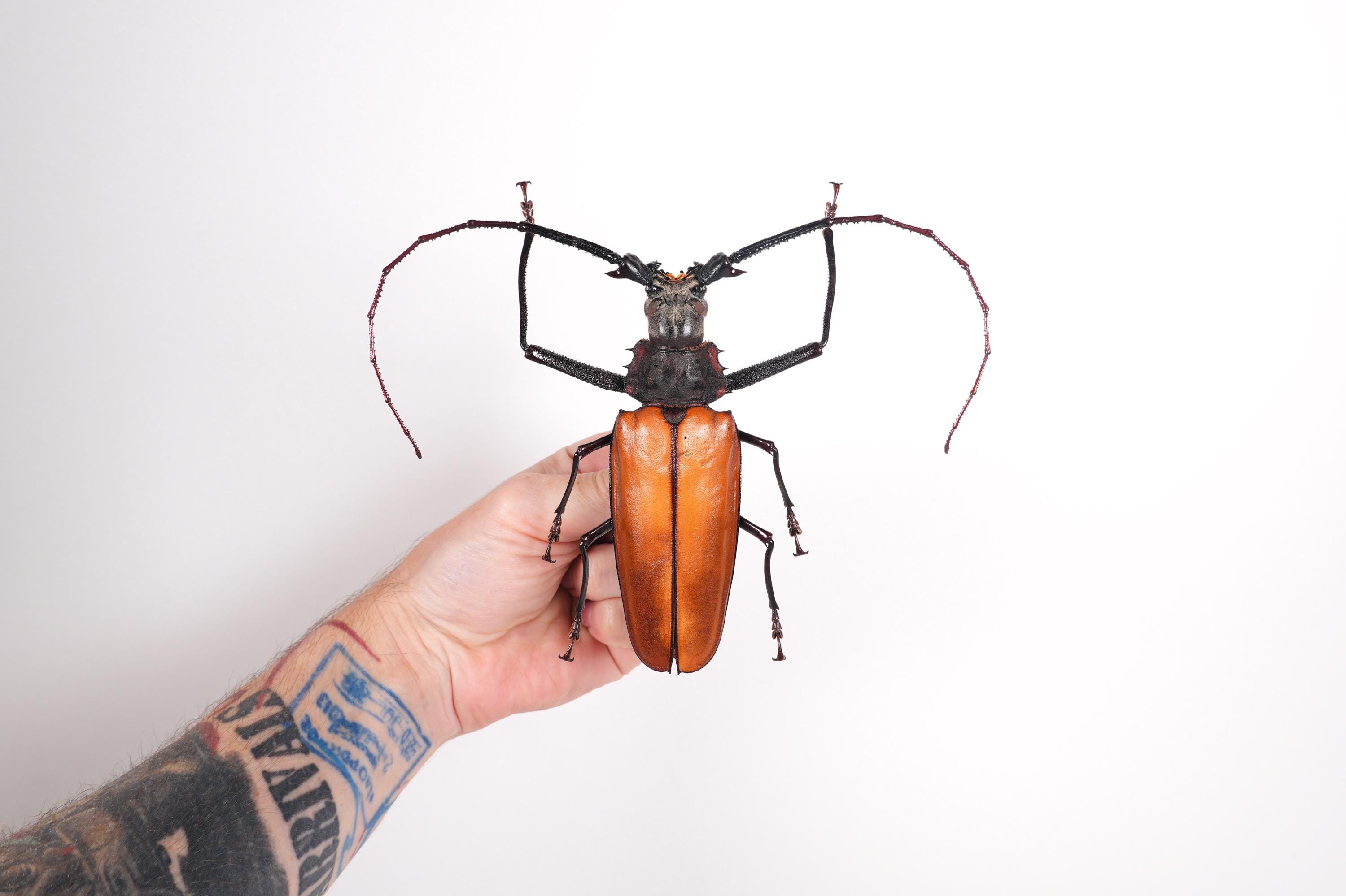 本物の巨大なオオカミキリムシ Callipogon armillatus、剥製アート用の