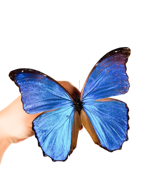 Morpho Didius Peru (PE) - Wild Caught - Blue Morpho Butterfly A1