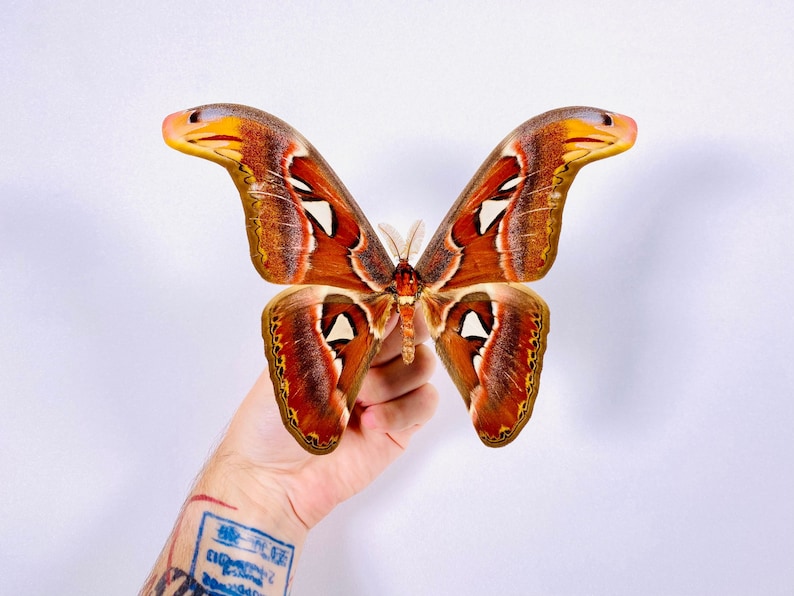 Attacus atlas mâle cobra moth pour les œuvres dart dinsectes, la collection de papillons ou le projet de taxidermie. image 1