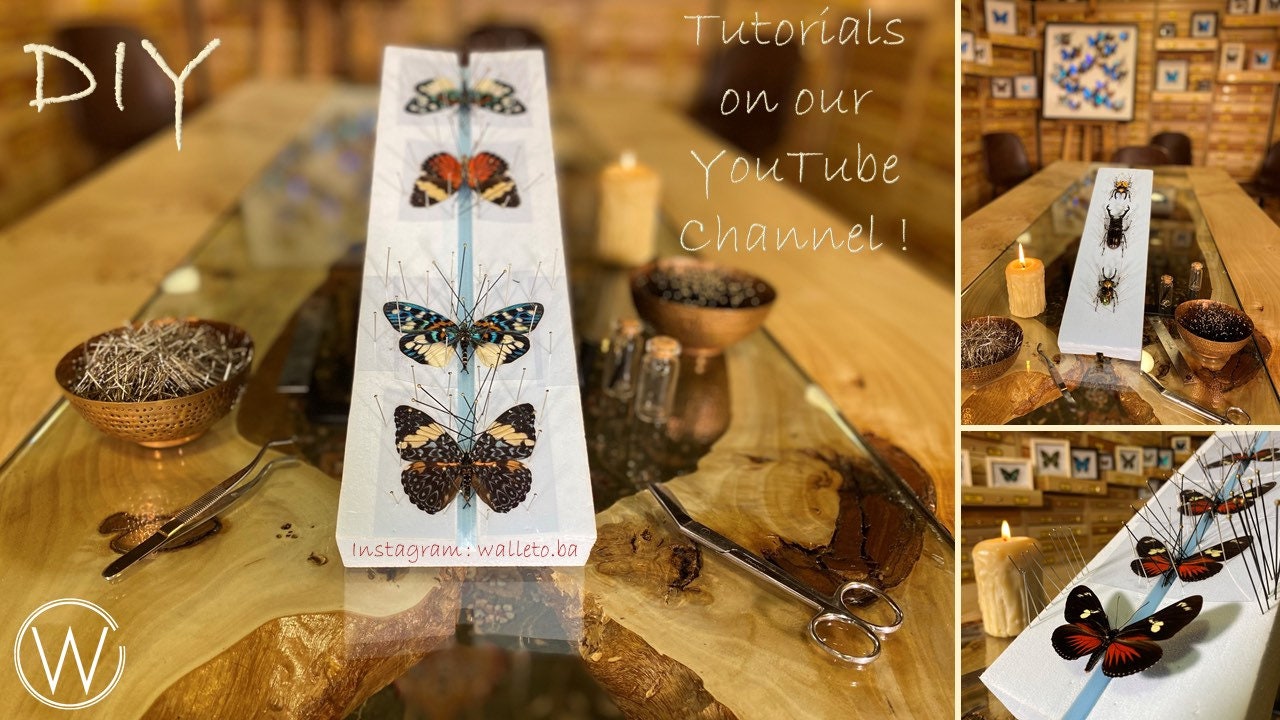 昆虫アート プロジェクト用の本物の蝶 Panacea prola Peru - PE、未