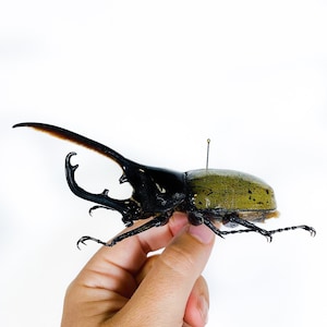 Real giant rhino beetle Dynastes hercules for taxidermy artwork insect collection image 1