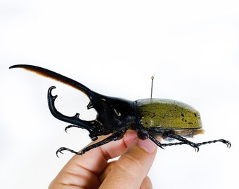 Real giant rhino beetle Dynastes hercules for taxidermy artwork insect collection