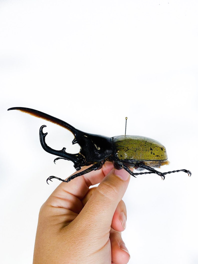 Real giant rhino beetle Dynastes hercules for taxidermy artwork insect collection image 1