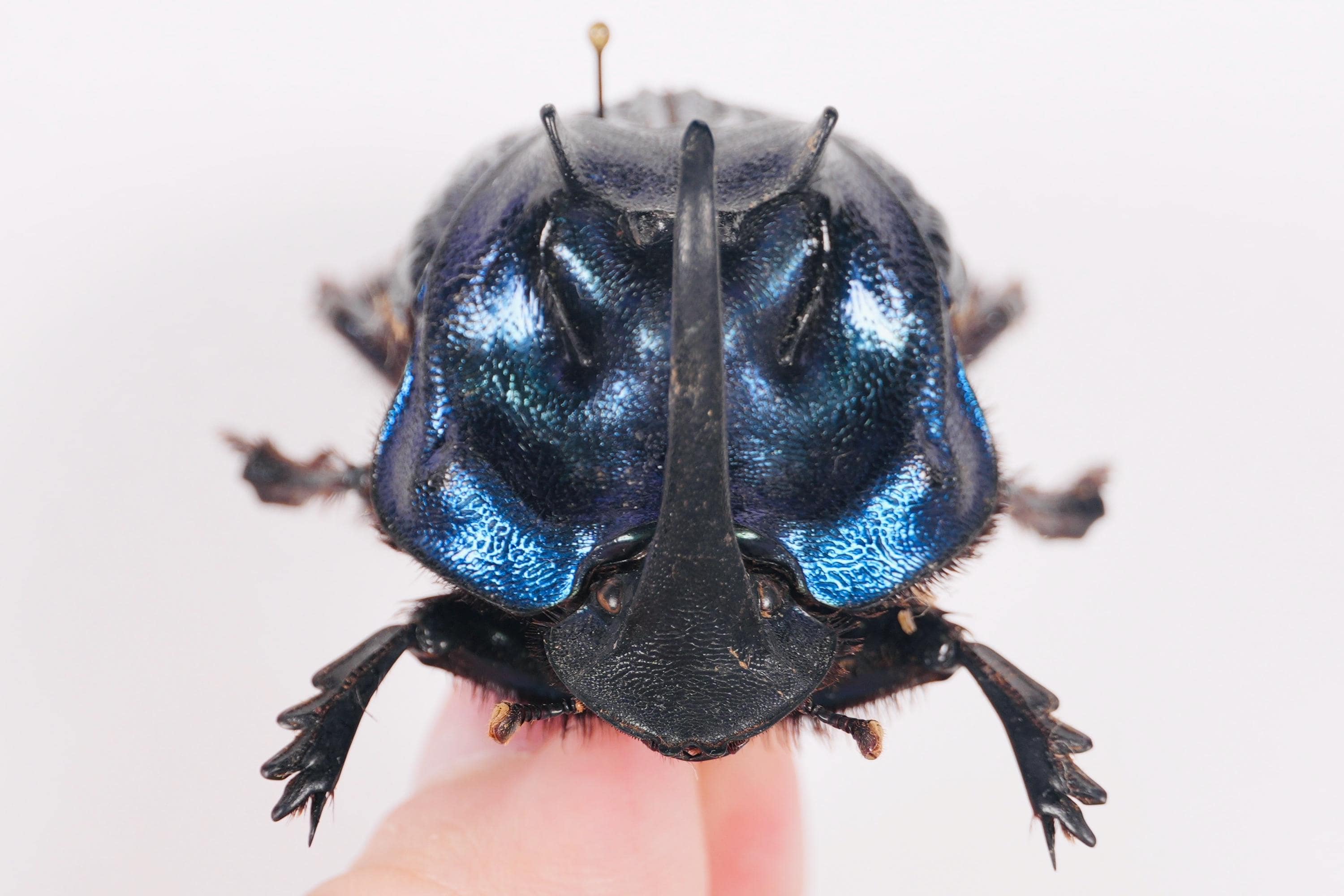 Coprophanaeus Lancifer Peru (PE) - Wild Caught - Giant Dung Beetle