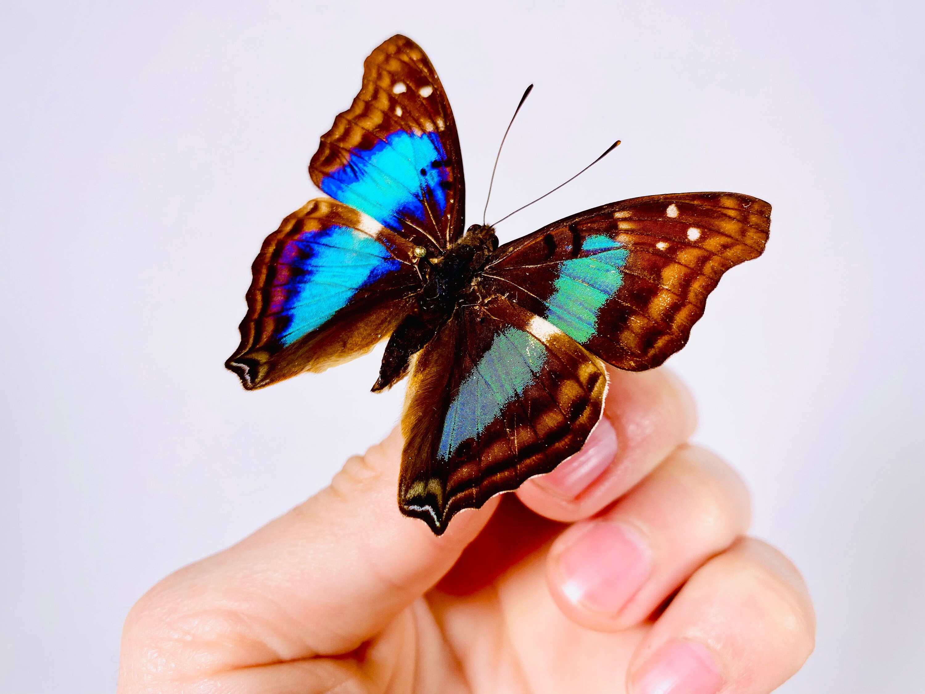 Doxocopa Cherubina Peru - PE Real Butterfly Unmounted for Artwork