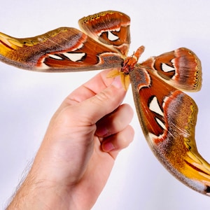 Attacus atlas mâle cobra moth pour les œuvres dart dinsectes, la collection de papillons ou le projet de taxidermie. image 4