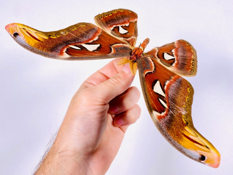 Attacus atlas mâle cobra moth pour les œuvres dart dinsectes, la collection de papillons ou le projet de taxidermie. image 4