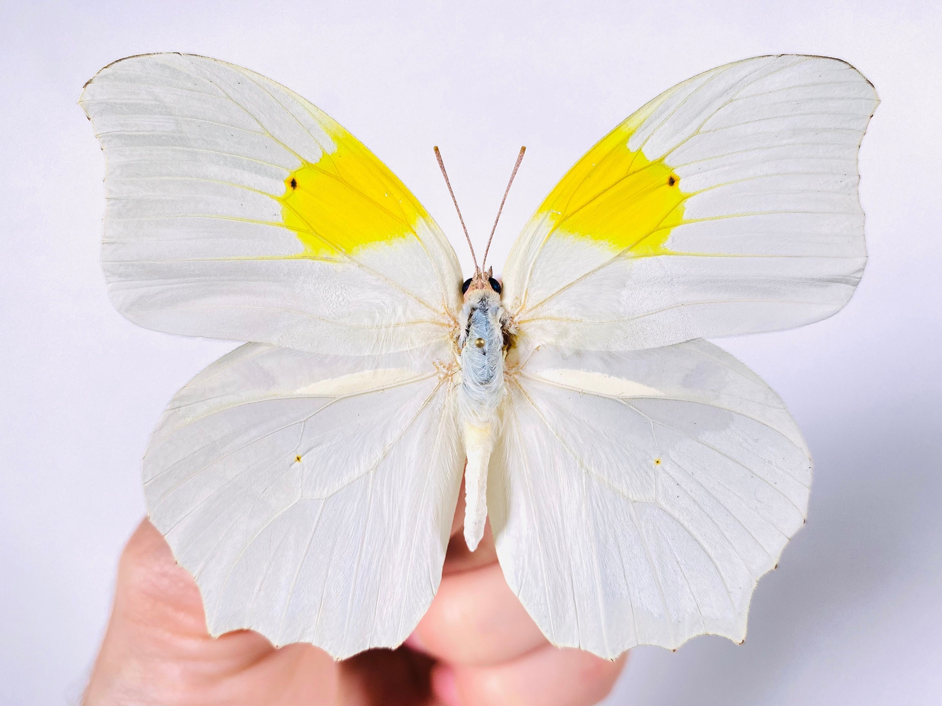 Anteos Clorinde Peru (PE) - Wild Caught - White Angled-sulphur