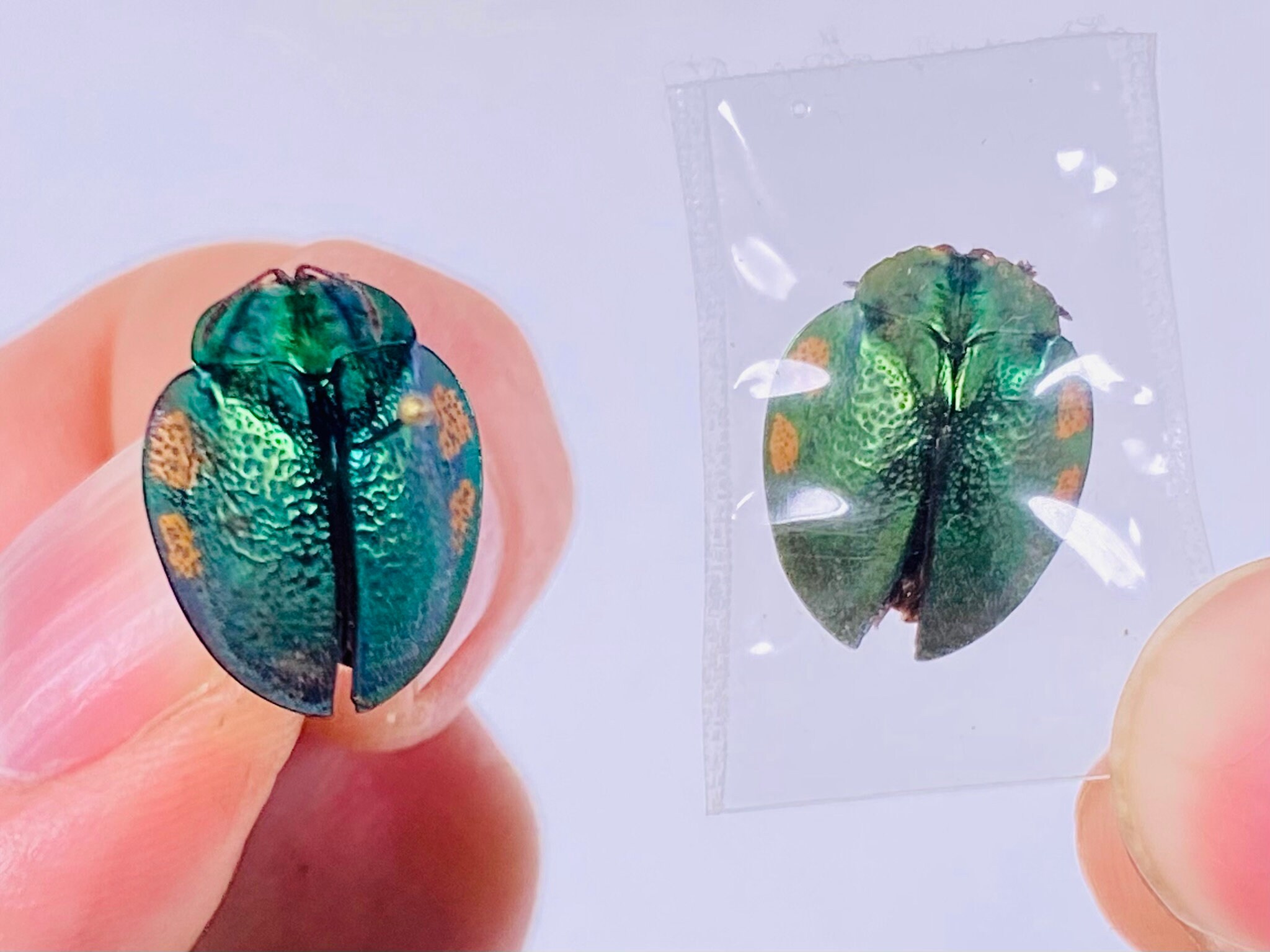 Cassidinae Sp. 3 Peru (PE) - Wild Caught - Tortoise Beetle