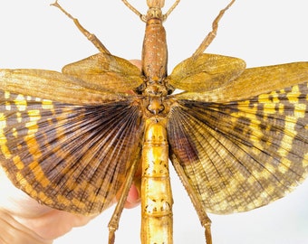 アンボン島産 特大 ギガスナナフシ 20cm アンボン島産 特大 ギガス