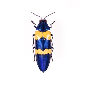 Metallic blue and ivory jewel beetle for art project Chrysochroa mnizechi, Real unmounted bug 45-50mm (+/- 5mm)